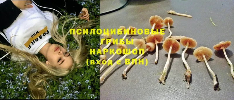 Псилоцибиновые грибы Cubensis  Богучар 